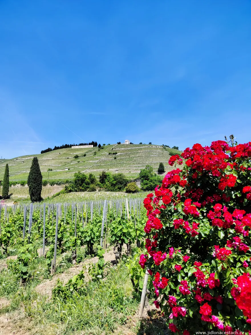 Vinice Tain-l'Hermitage