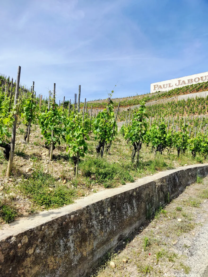 Vinice Tain-l'Hermitage Vinice Tain-l'Hermitage