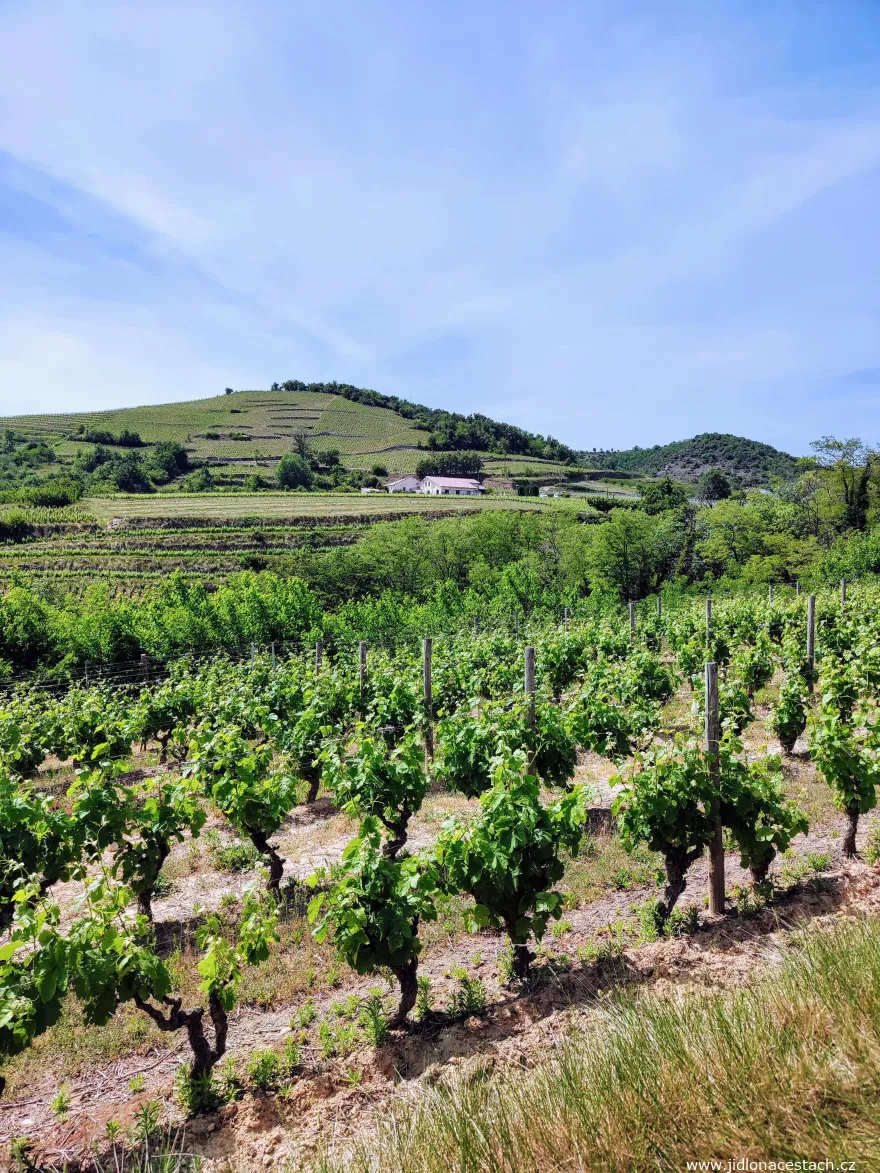 Vinice Tain-l'Hermitage Vinice Tain-l'Hermitage