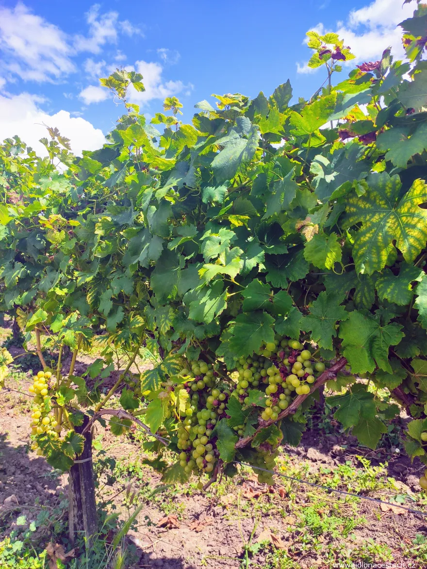 Saint-Émilion vineyards