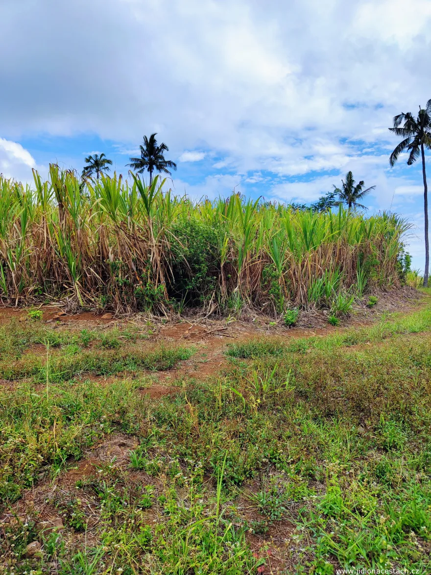 Mature sugar cane field