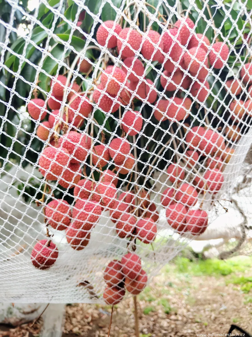 Lychee fruits under a protective net