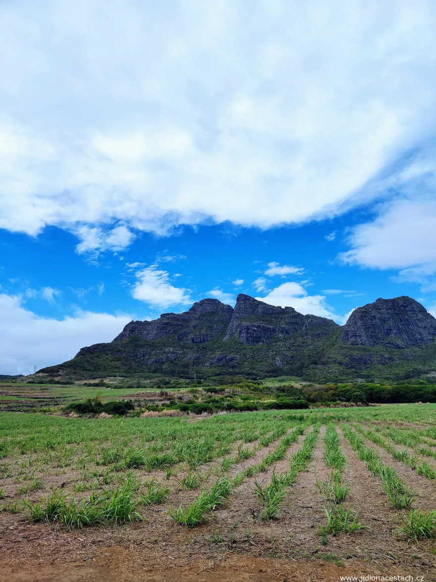 Sugar cane in Mauritius Sugar cane in Mauritius