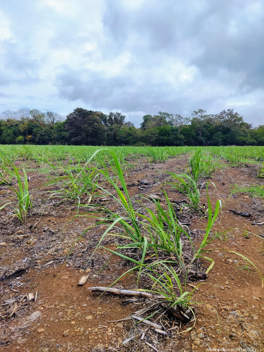 Young sugar cane field