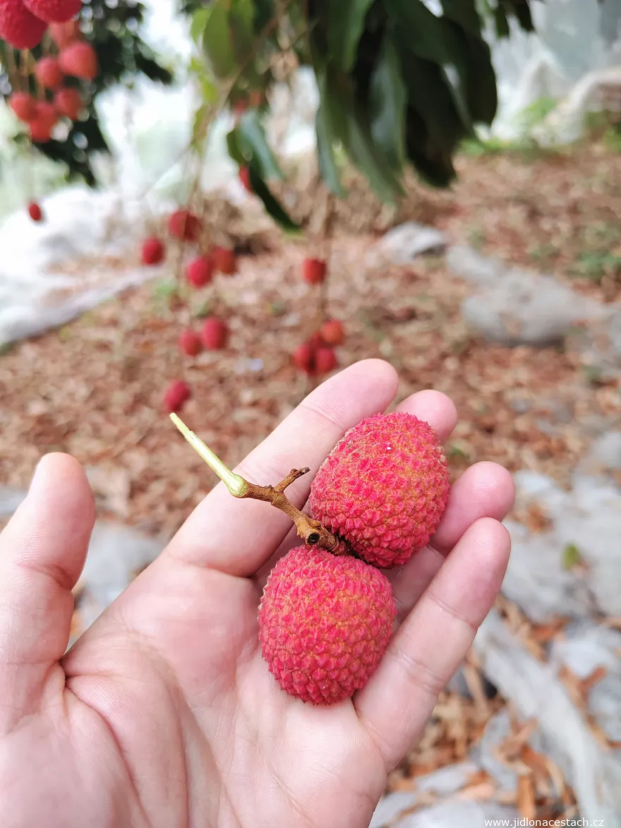 Freshly picked lychee Freshly picked lychee