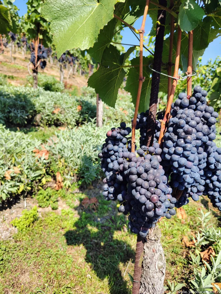 Red wine at the vineyard of Saint Klára in Prague