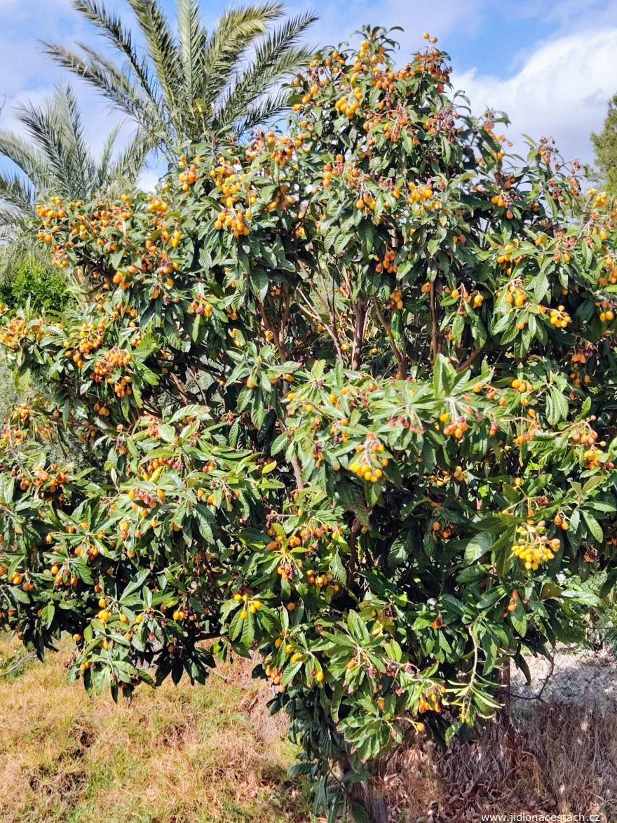 A tree with nispero fruits. You can find them all over the Valencian Community. A tree with nispero fruits. You can find them all over the Valencian Community.