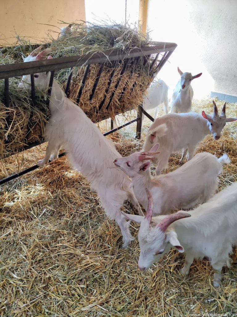 Musée national de l'agriculture à Szreniawa : la ferme et ses animaux vivants. Musée national de l'agriculture à Szreniawa : la ferme et ses animaux vivants.