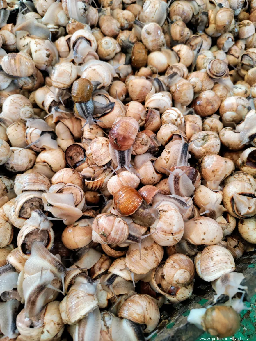 Zentrale Markthalle in Tunis: hier gibt es auch lebende Schnecken. Zentrale Markthalle in Tunis: hier gibt es auch lebende Schnecken.