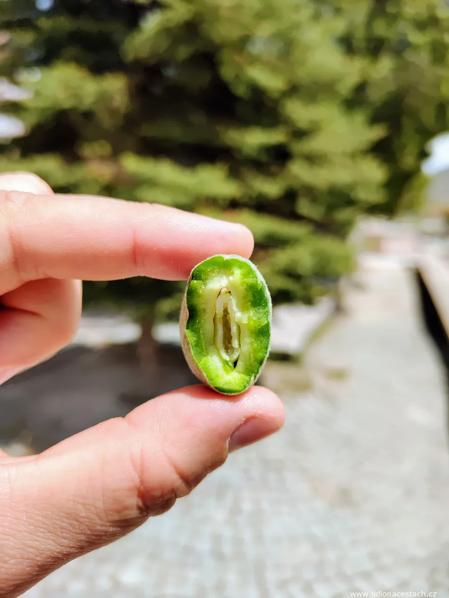 Çağla badem : les amandes vertes non mûres. Çağla badem : les amandes vertes non mûres.
