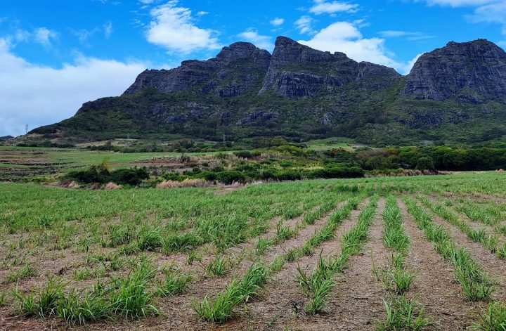 Mauritius sugar cane